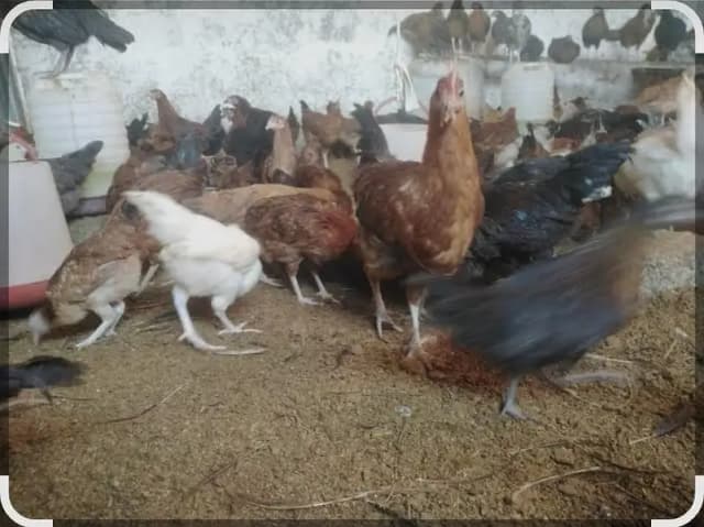 hens s