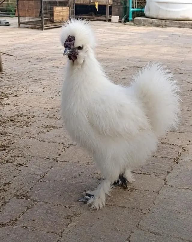 Silkie Male