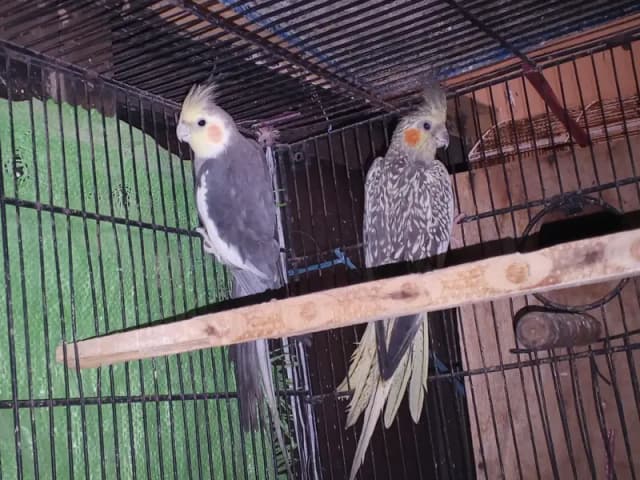 COCKTAIL BREEDER PAIR