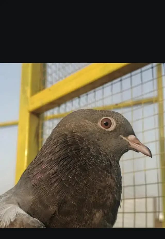 aseel high flyer pigeons for sale