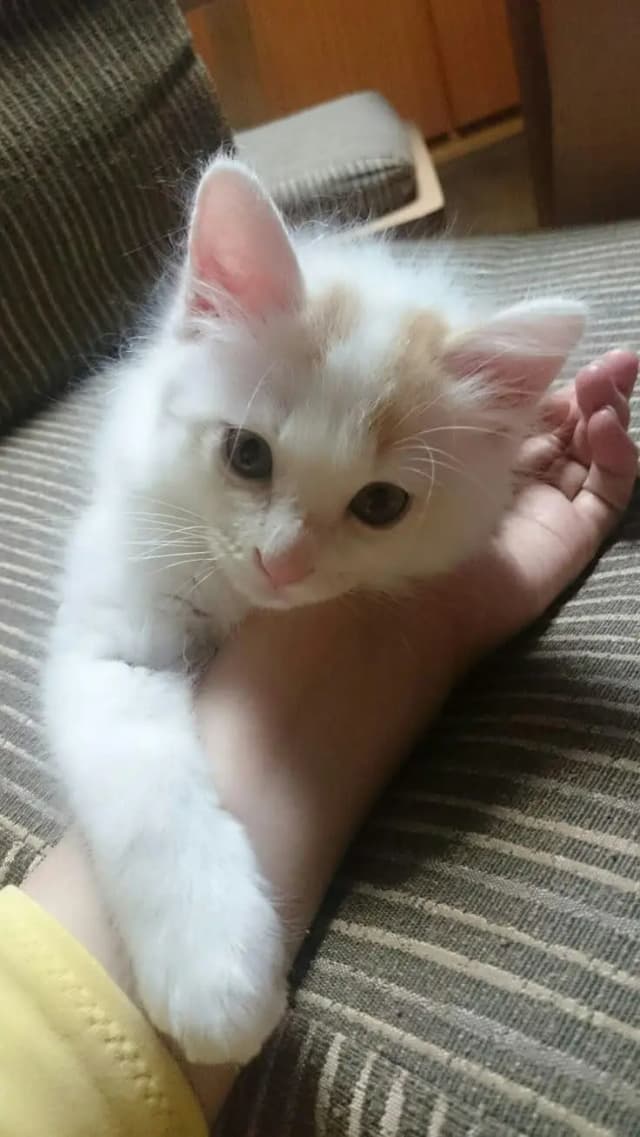 Healthy and Active kitten