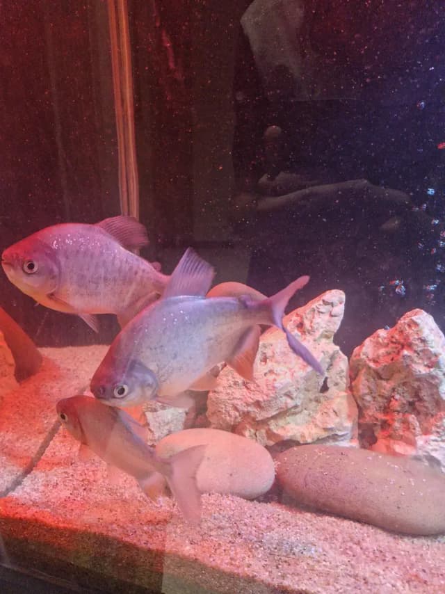 Monster fishes for sale