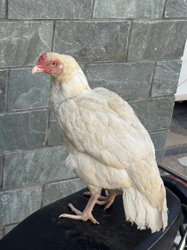 Kruk hera murgi white pure