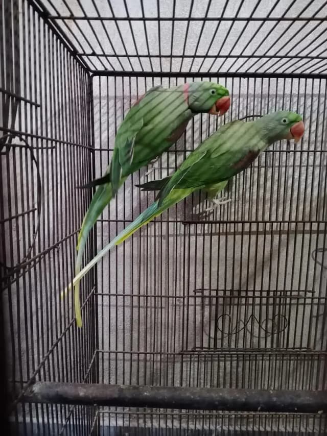 Raw Breeder Parrot Pair for Sale – Age 3.5 Years