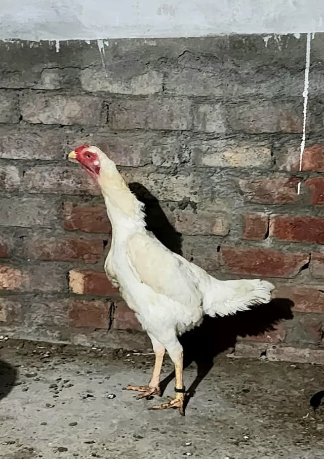 White Shamo female for sale