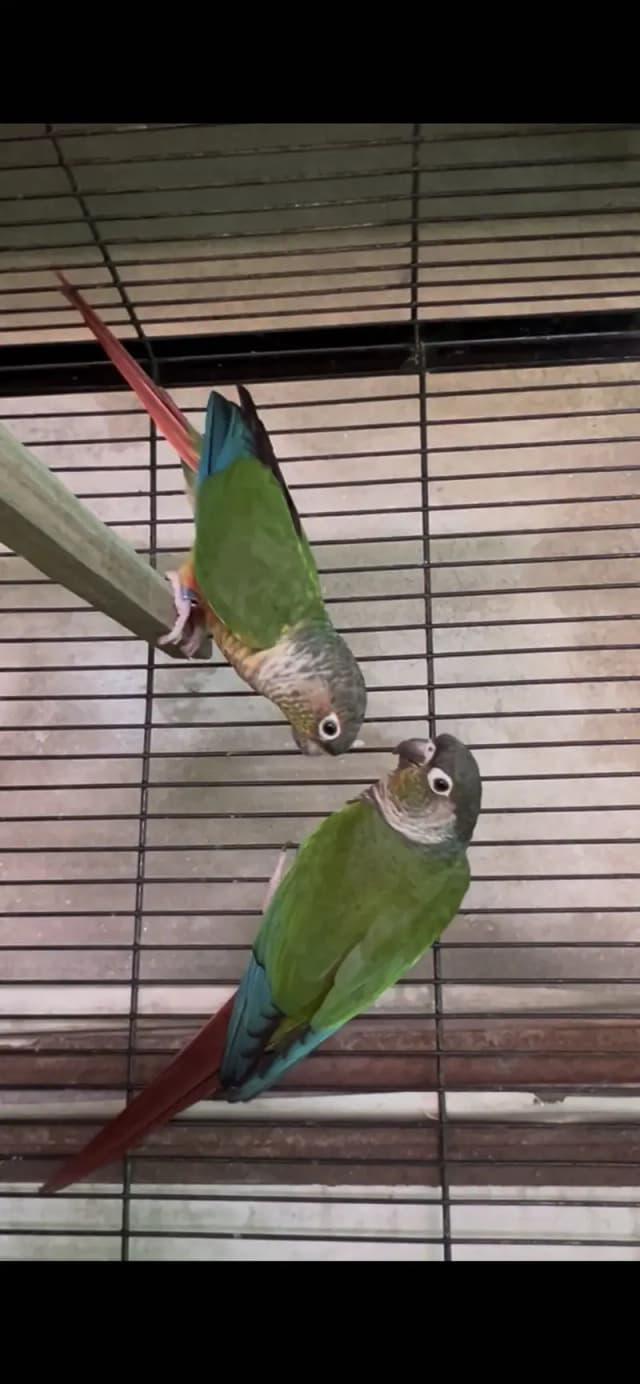 Healthy and active birds