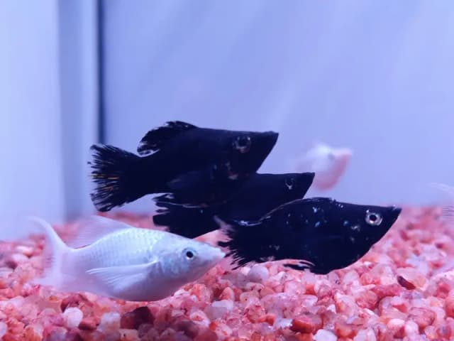 Healthy & Active Molly