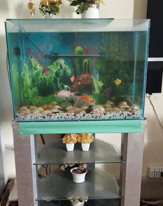 Acqurium + Fishes