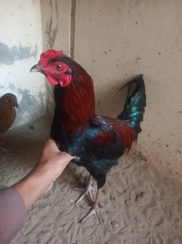 aseel sindhi nasal murga for sale