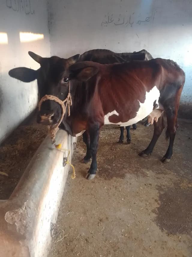Cow Sath wachi confirm pragnet 4 month