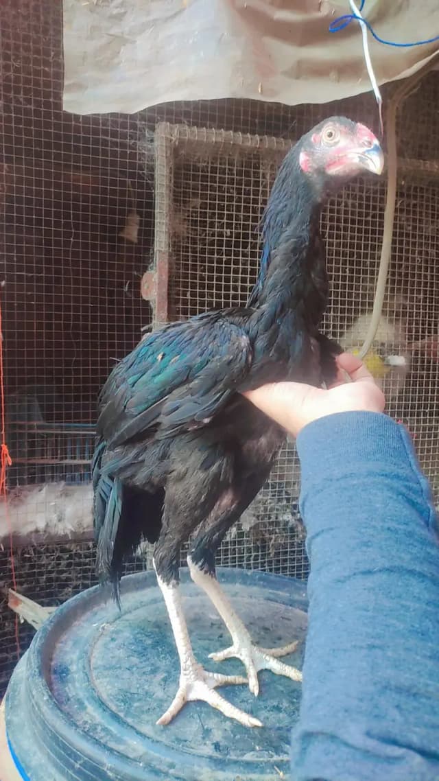 black shamo female jet black