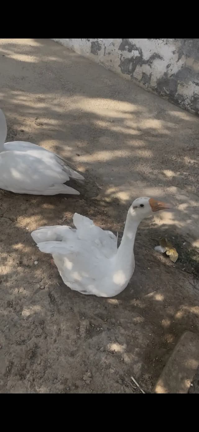 Long neck ducks