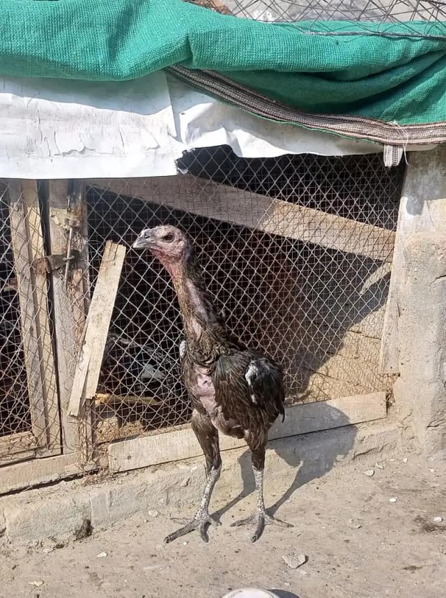 aseel dragon female for sale  black skin