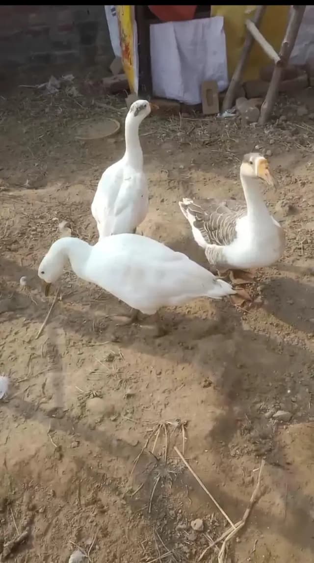 3 long neck duck
