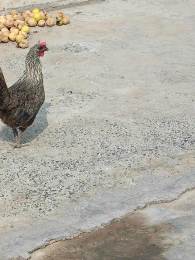 Misri hen for sale 03427565530