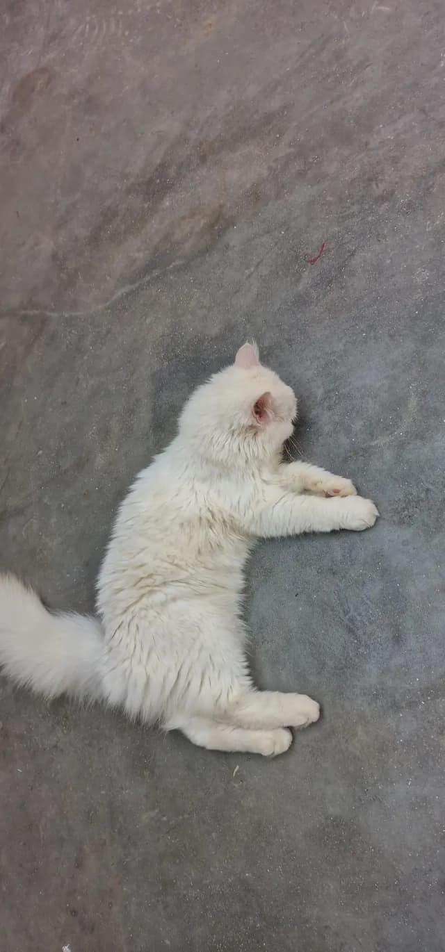 love cats