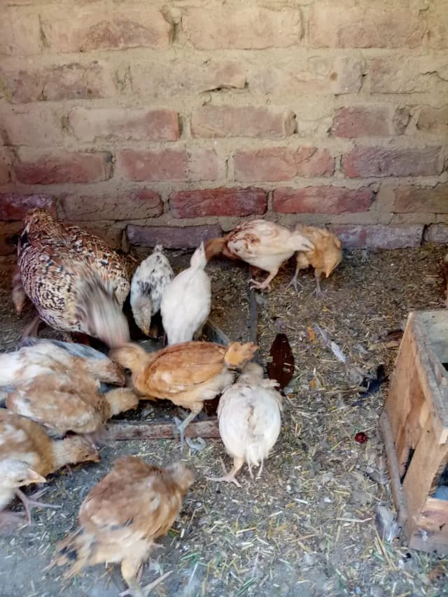 Desi choza  available
