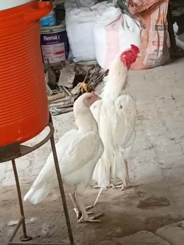 Aseel heera chicks and fertile eggs.