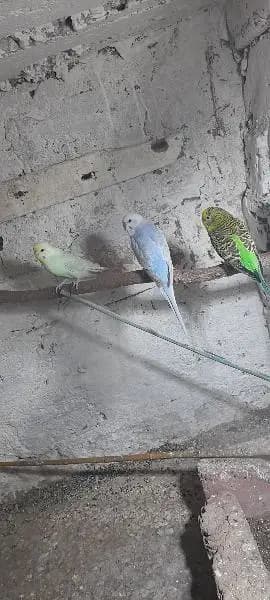 1 pair 1 male