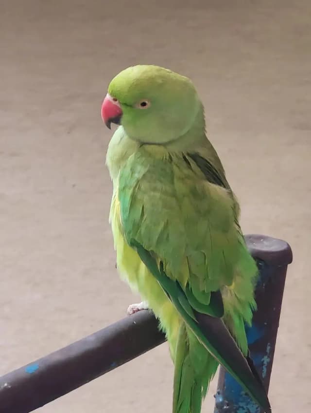 female parot talking