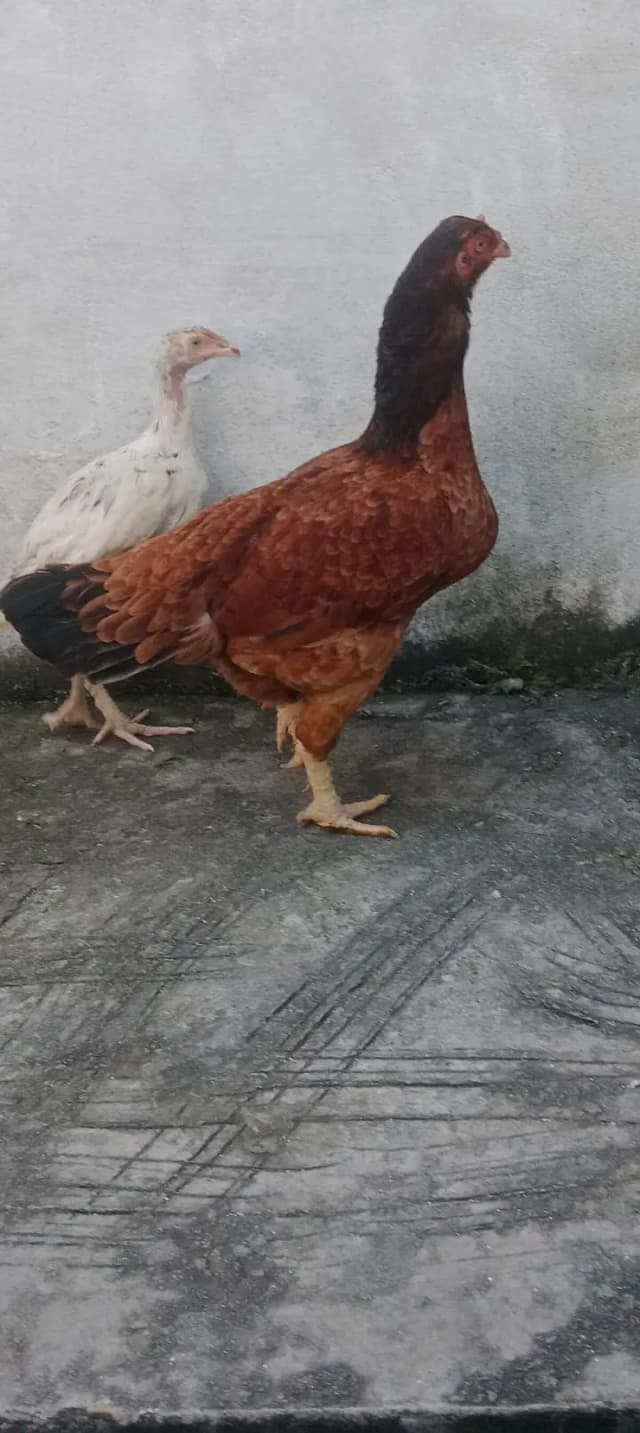 ando wali hai aseel murghi hai