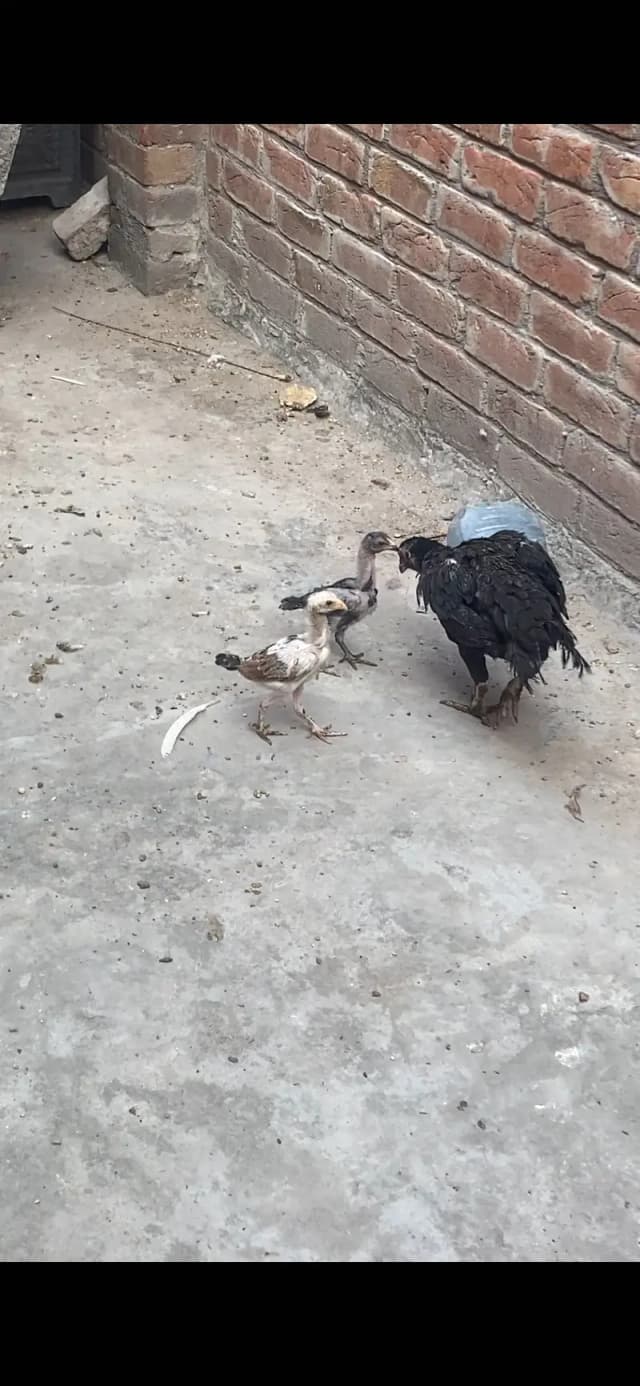Sidhi female 9 hazari
