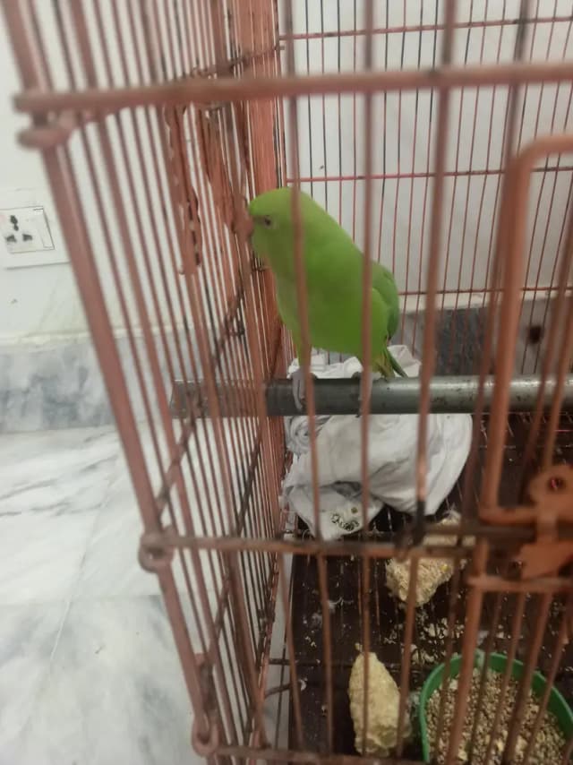green female parrot