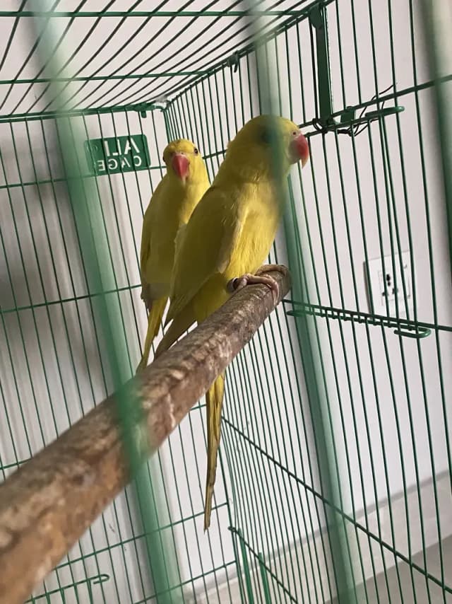 Yellow ringneck pair healthy and active