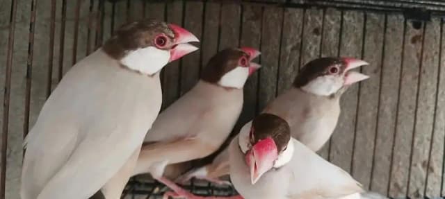 Fawn Java,Albino,Opal split of pestal fawn