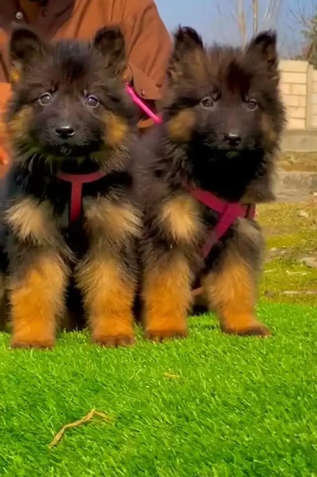 Gurman Shaft Dog WhatsApp 03470246622 (22000