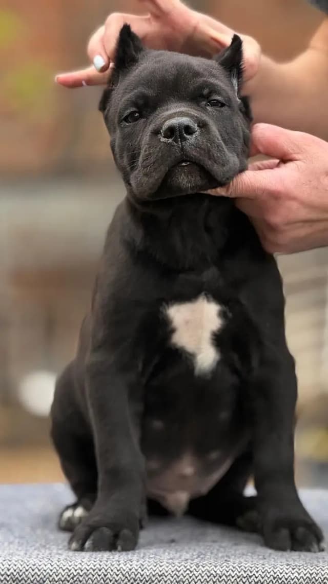 Cane carso