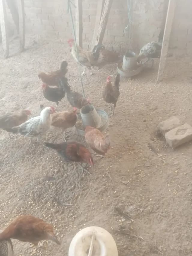 for sale