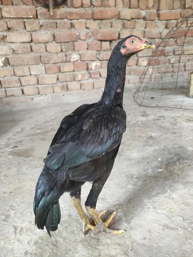 for sale