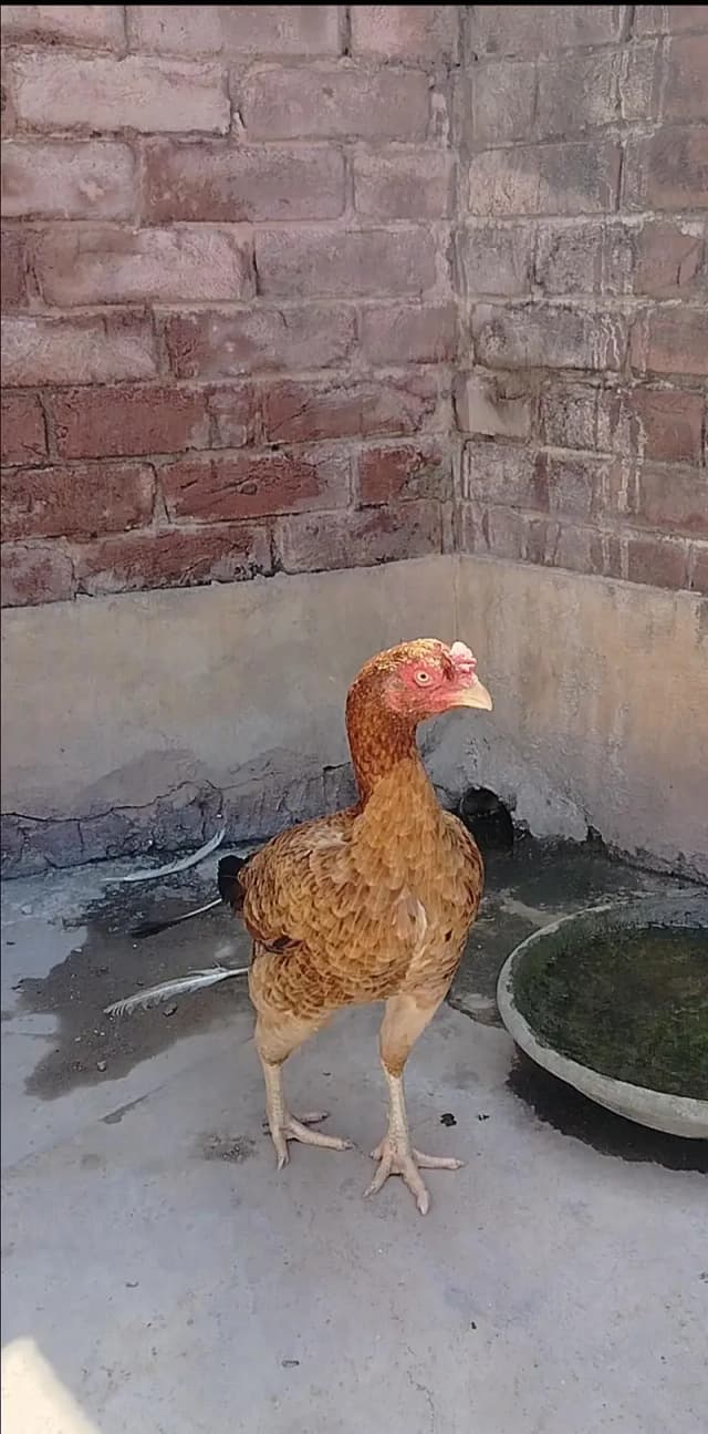 Aseel hen
