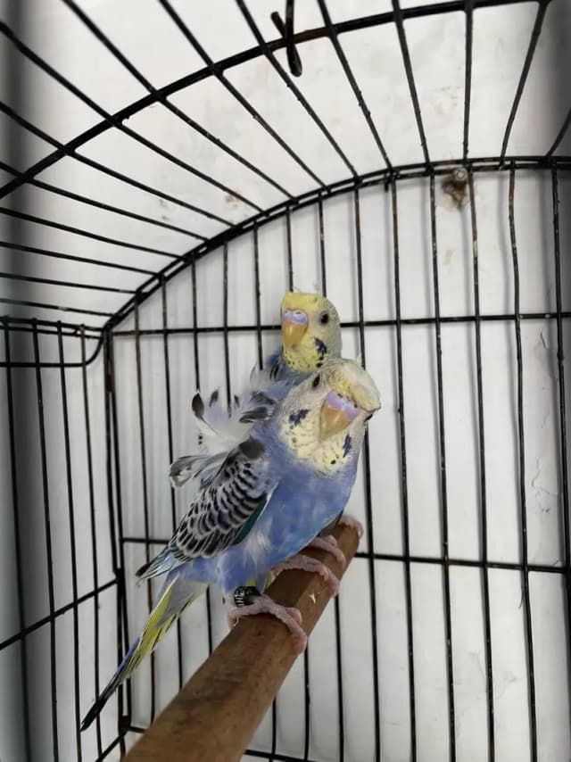 Mashallah Hogoromo Budgies!