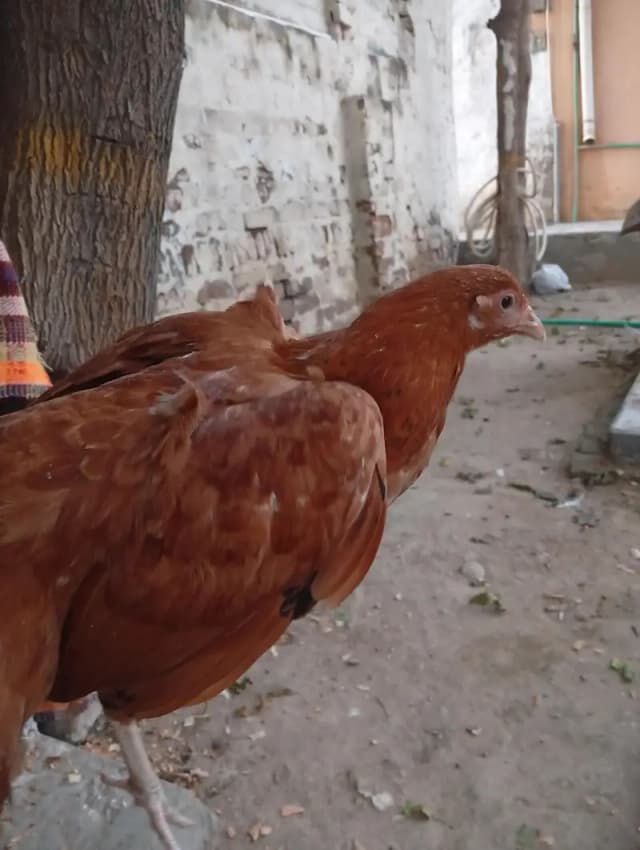 Desi Hens For Sale